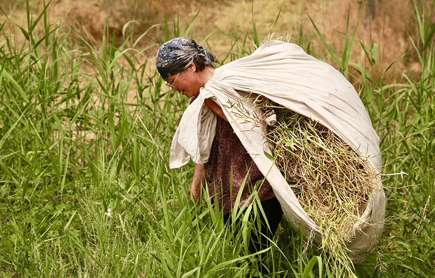 村民在收割油菜花，臉上綻放著豐收的喜悅。陳英華攝