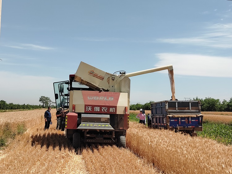 臨汾市堯都區(qū)賈得鄉(xiāng)大王村麥收現(xiàn)場。劉婷婷攝