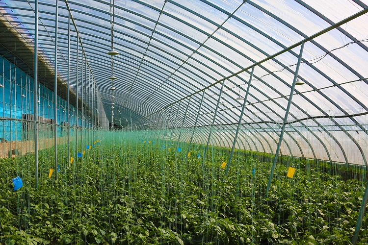 智慧蔬菜富民生。