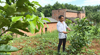 泉塘村村民正在修剪柚子樹樹枝。單位供圖