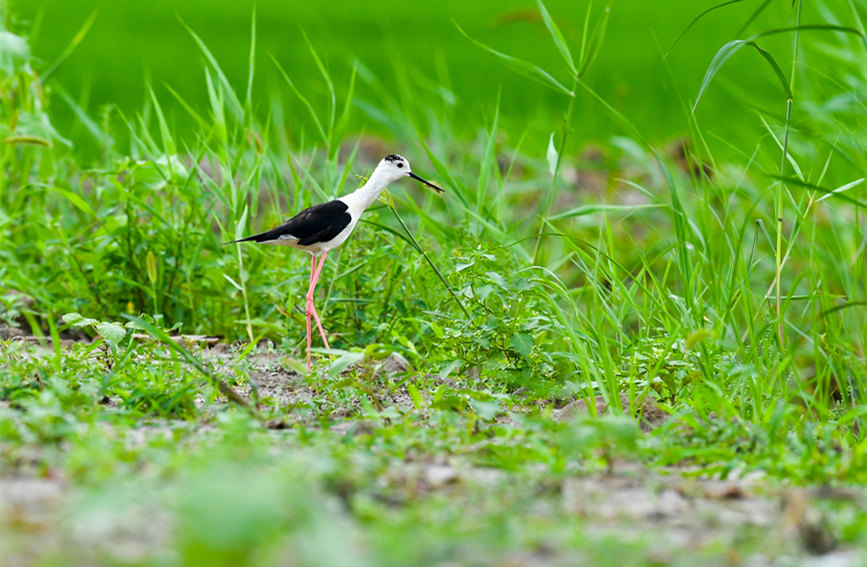 生態(tài)綠屏修復完成，吸引眾多野生動物在此棲息繁衍。翟鑫彬攝