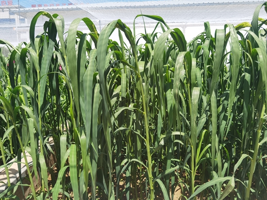 河北省張家口農(nóng)科院試驗(yàn)田中的“張雜谷”正在茂盛生長(zhǎng)。 受訪者供圖