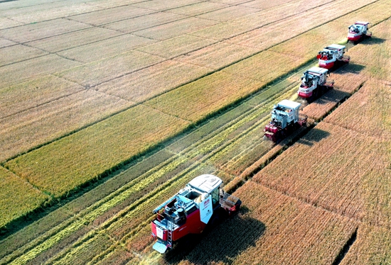今年6月，河北省衡水市阜城縣碼頭鎮(zhèn)戈家墳村的麥田里，大型聯(lián)合收割機(jī)“組團(tuán)”作業(yè)。 苗鳳強(qiáng)攝