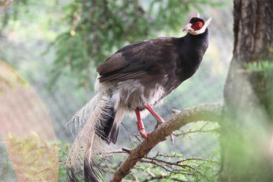 小五臺山國家級自然保護區(qū)繁育基地中的褐馬雞。姚偉強攝