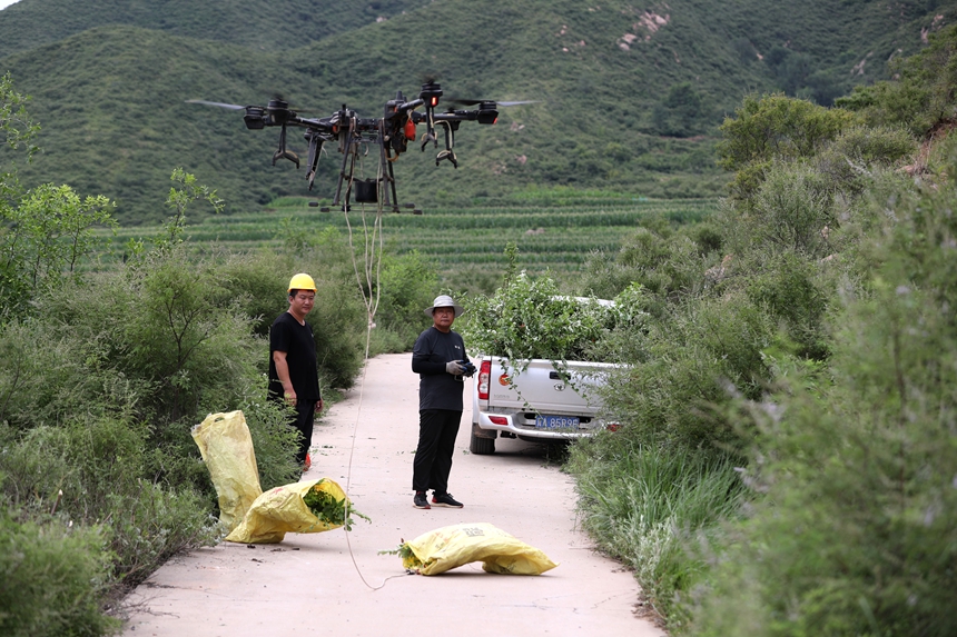 在石家莊市井陘縣吳家窯鄉(xiāng)長(zhǎng)峪村荒山造林現(xiàn)場(chǎng)，一名無(wú)人機(jī)手操控?zé)o人機(jī)運(yùn)輸樹(shù)苗。王保龍攝