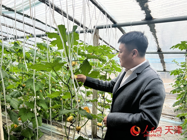 西青區(qū)辛口鎮(zhèn)大杜莊村黨總支書記、村委會主任畢紅鴿介紹當下大棚里種植的造型奇特的文玩葫蘆。  人民網(wǎng) 孫翼飛攝