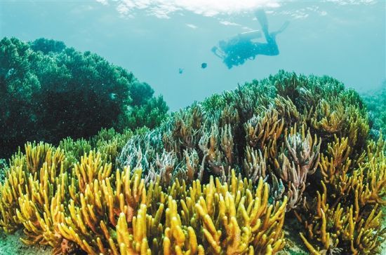 在三亞蜈支洲島附近海域，游客在體驗(yàn)海底美景。 本報(bào)記者 武威 通訊員 韋尚婷 攝