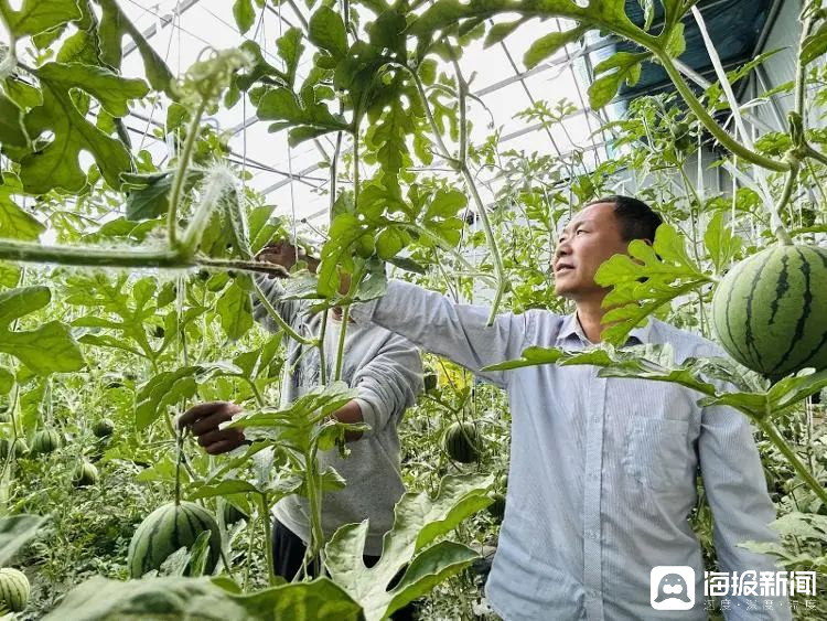 西瓜、藍莓、草莓上高原！山東濰坊援藏組因地制宜打造特色蔬菜發(fā)展中心