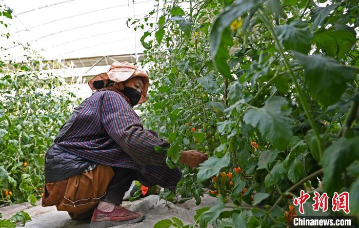 圖為巴珍在地里勞作?！≮w朗 攝