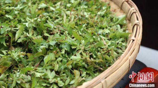 圖為班瑪藏雪茶?！O睿 攝