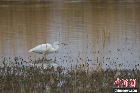 圖為大白鷺?？婶斂撕?托素湖自然保護(hù)區(qū)服務(wù)中心供圖 　　