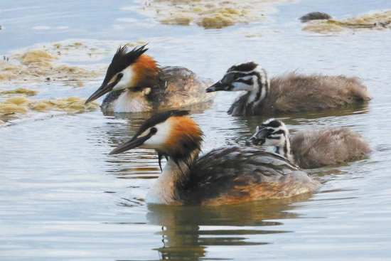 鳳頭鸊鷉。楊濤 攝