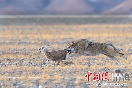 圖為獲獎(jiǎng)作品。同海元供圖