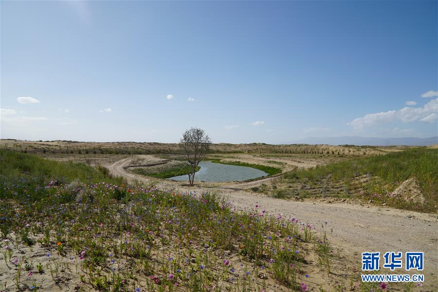 （決戰(zhàn)決勝脫貧攻堅(jiān)·圖文互動(dòng)）（4）高原鄉(xiāng)鎮(zhèn)沙珠玉 治沙斗貧成“綠海”——青海省共和縣沙珠玉鄉(xiāng)采訪(fǎng)見(jiàn)聞