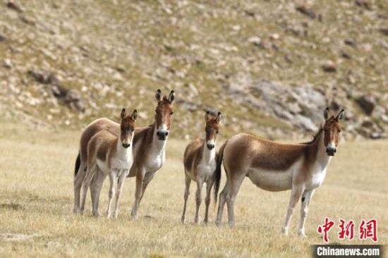 圖為三江源國家公園資料圖。三江源國家公園管理局供圖 　　