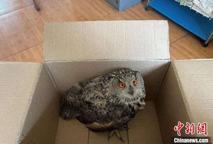 圖為青海省西寧市大通縣公安局森林警察大隊(duì)民警救助的國(guó)家二級(jí)保護(hù)野生動(dòng)物——雕鸮?！∏嗪Ｊ」矎d森林警察總隊(duì)供圖 攝