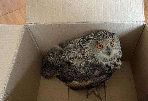 圖為青海省西寧市大通縣公安局森林警察大隊民警救助的國家二級保護(hù)野生動物——雕鸮?！∏嗪Ｊ」矎d森林警察總隊供圖 攝