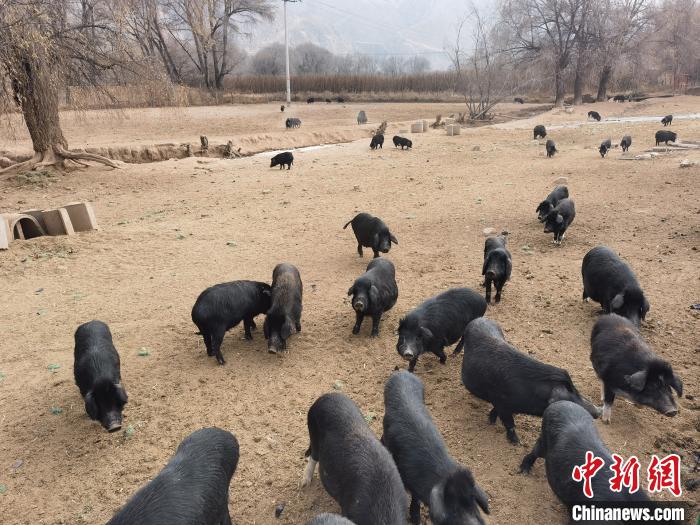 圖為藏香豬。　祁增蓓 攝