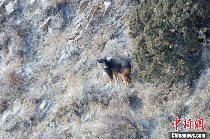 青海三江源牧民拍到“四不像”