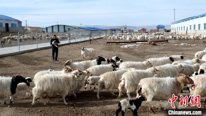 圖為馬金山查看羊羔長(zhǎng)勢(shì)。　李雋 攝