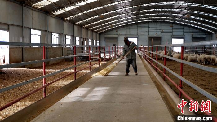 圖為放牧員扎布拉正在打掃羊棚衛(wèi)生?！±铍h 攝