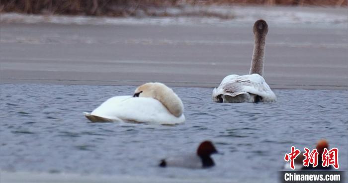 圖為疣鼻天鵝水面休憩。　青海國家公園觀鳥協(xié)會供圖 攝