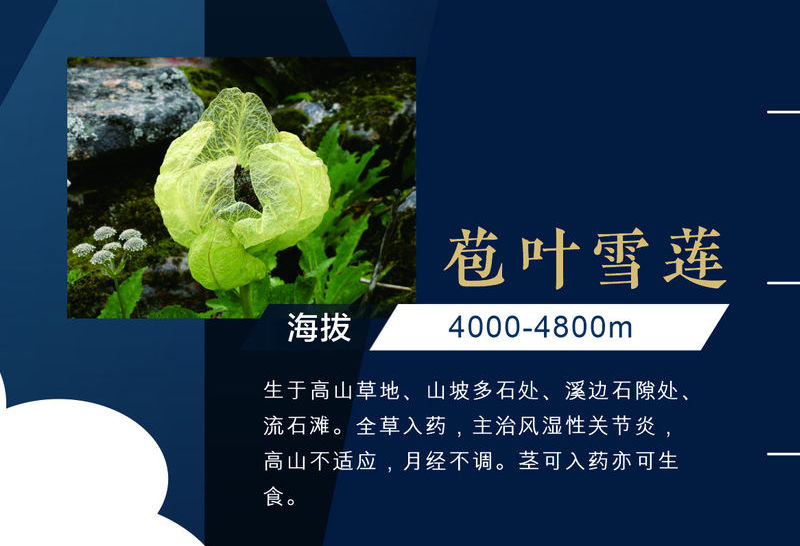 地球第三極:8000米落差造就的生物多樣性之美