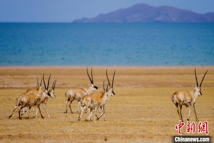 圖為西藏藏羚羊在色林錯(cuò)湖邊覓食，隨著保護(hù)措施的不斷加強(qiáng)，如今西藏藏羚羊種群數(shù)量獲得恢復(fù)性增長。　江飛波 攝