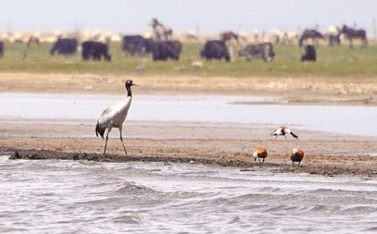  仙女灣一只黑頸鶴正在湖邊覓食。攝影：海東