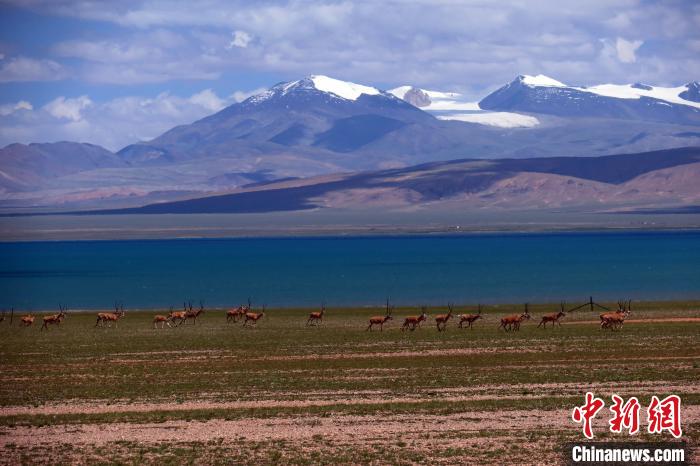 從317國道遠眺達則錯，湖岸藏羚羊與雪山美景令人矚目?！?lt;a target='_blank' ><p  align=