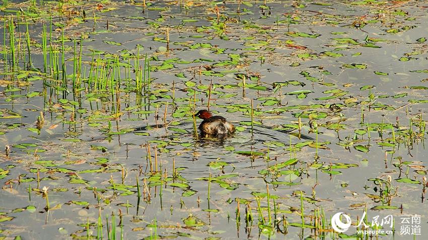 納帕海濕地內(nèi)遷徙停留的鳥。呂昊辰攝