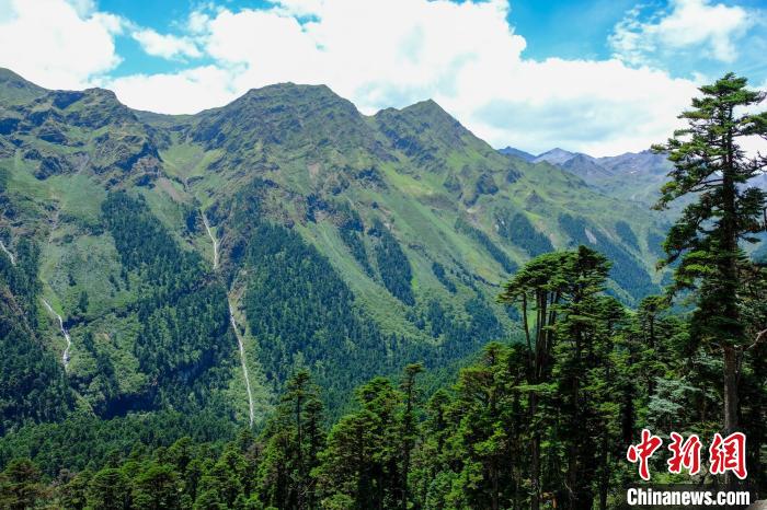 圖為西藏玉麥鄉(xiāng)森林資源。(資料圖) 江飛波 攝