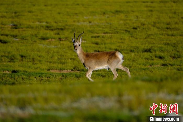 圖為西藏納木錯(cuò)湖邊的藏原羚休閑覓食?！〗w波 攝
