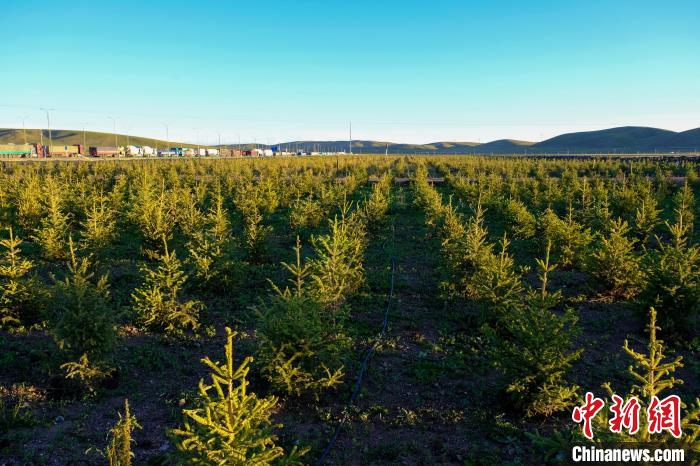 圖為科技團(tuán)隊(duì)在海拔4500米的西藏那曲種出“小森林”，其中超過7成成功越過5個(gè)冬天?！〗w波 攝