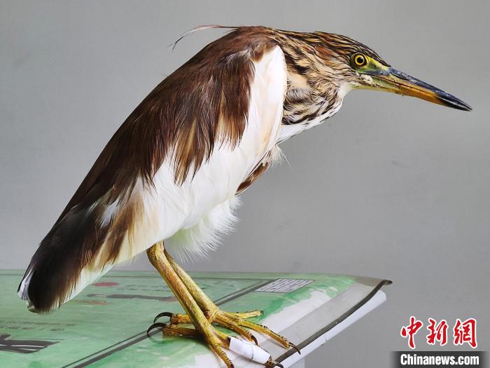 圖為被救助的國家一級(jí)重點(diǎn)保護(hù)動(dòng)物池鷺?！×鴿商?攝