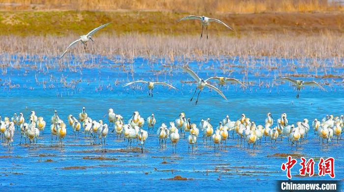 沿海濕地，鳥類天堂?！←}城市委宣傳部供圖