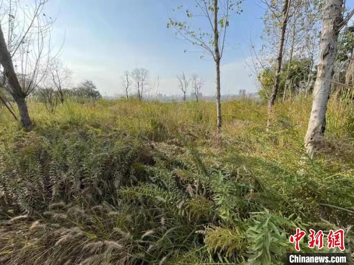 發(fā)現(xiàn)的加拿大一枝黃花?！畈?攝