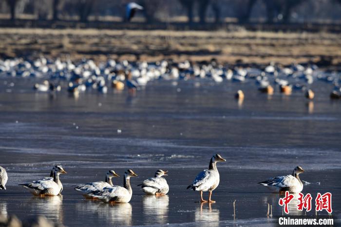 圖為拉薩市林周縣境內(nèi)越冬的候鳥。　貢嘎來松 攝