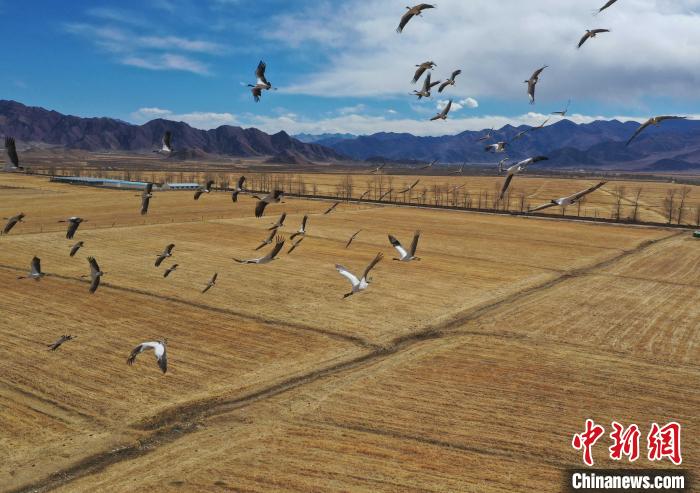 圖為黑頸鶴在拉薩市林周縣境內(nèi)飛翔?！∝暩聛硭?攝