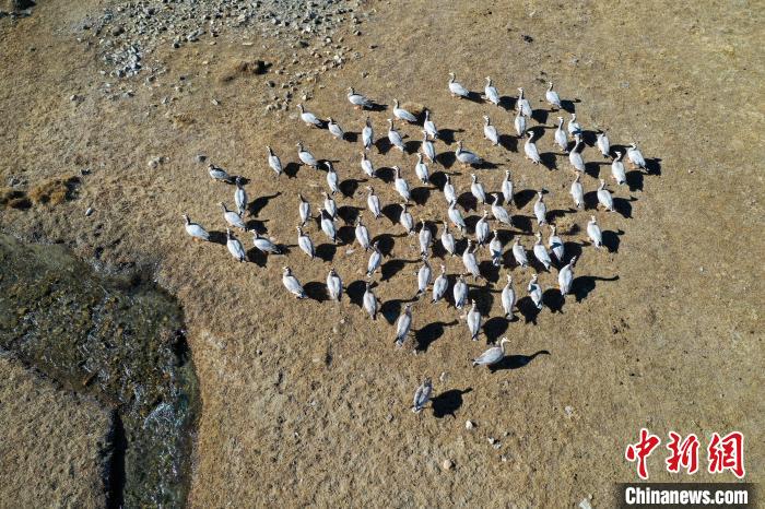 圖為拉薩市林周縣境內(nèi)越冬的候鳥?！∝暩聛硭?攝