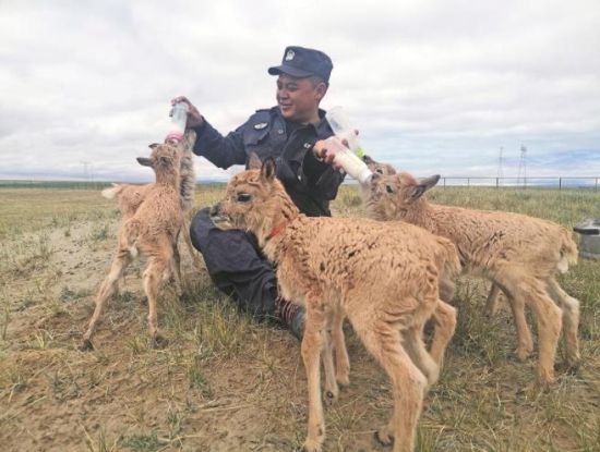  生命禁區(qū)的超級“奶爸”。