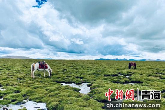 圖為長(zhǎng)江南源沼澤濕地。李江寧攝