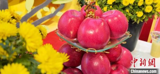 2021年10月15日，中國蘋果首屆產(chǎn)銷峰會暨甘肅平?jīng)龉焚Q(mào)易大會在平?jīng)鍪徐o寧縣開幕。(資料圖) 魏建軍 攝