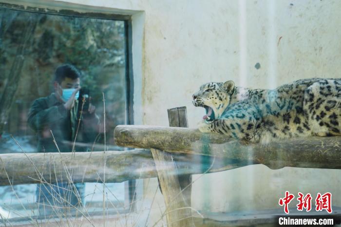 圖為雪豹“奶爸”史壽軍正在直播?！●R銘言 攝