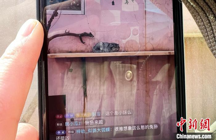 圖為雪豹“奶爸”史壽軍正在直播?！●R銘言 攝