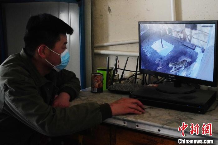 圖為雪豹“奶爸”史壽軍通過(guò)監(jiān)控察看雪豹情況?！●R銘言 攝