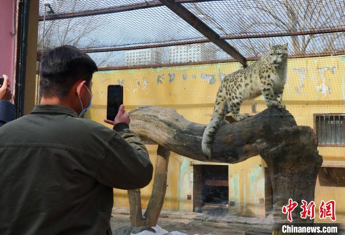 圖為雪豹“奶爸”史壽軍正在直播?！●R銘言 攝