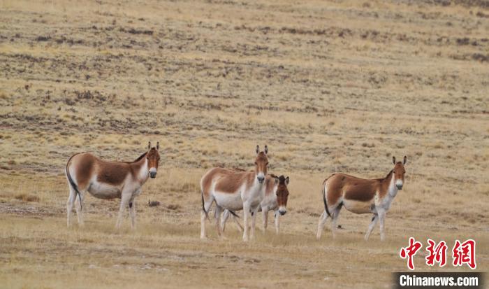 圖為草地上的西藏野驢?！“簿S斌 攝