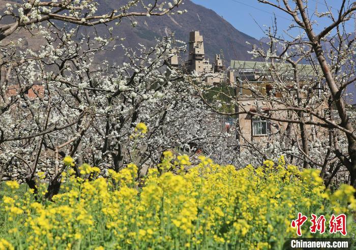 潔白的李花與村寨交相輝映，勾勒出一幅美麗的和諧生態(tài)畫卷。　何清海 攝