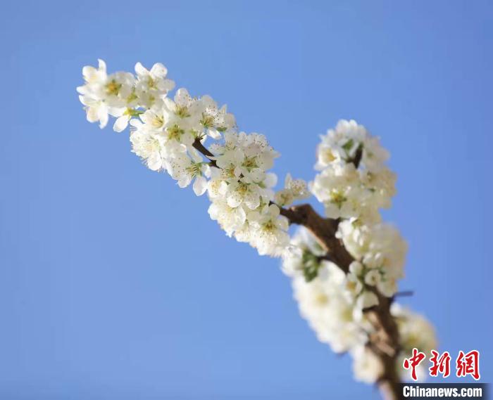 李花盛開?！『吻搴?攝